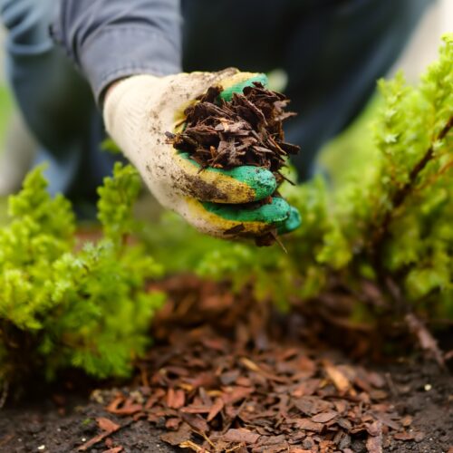 Gardener mulching with pine bark in northport al