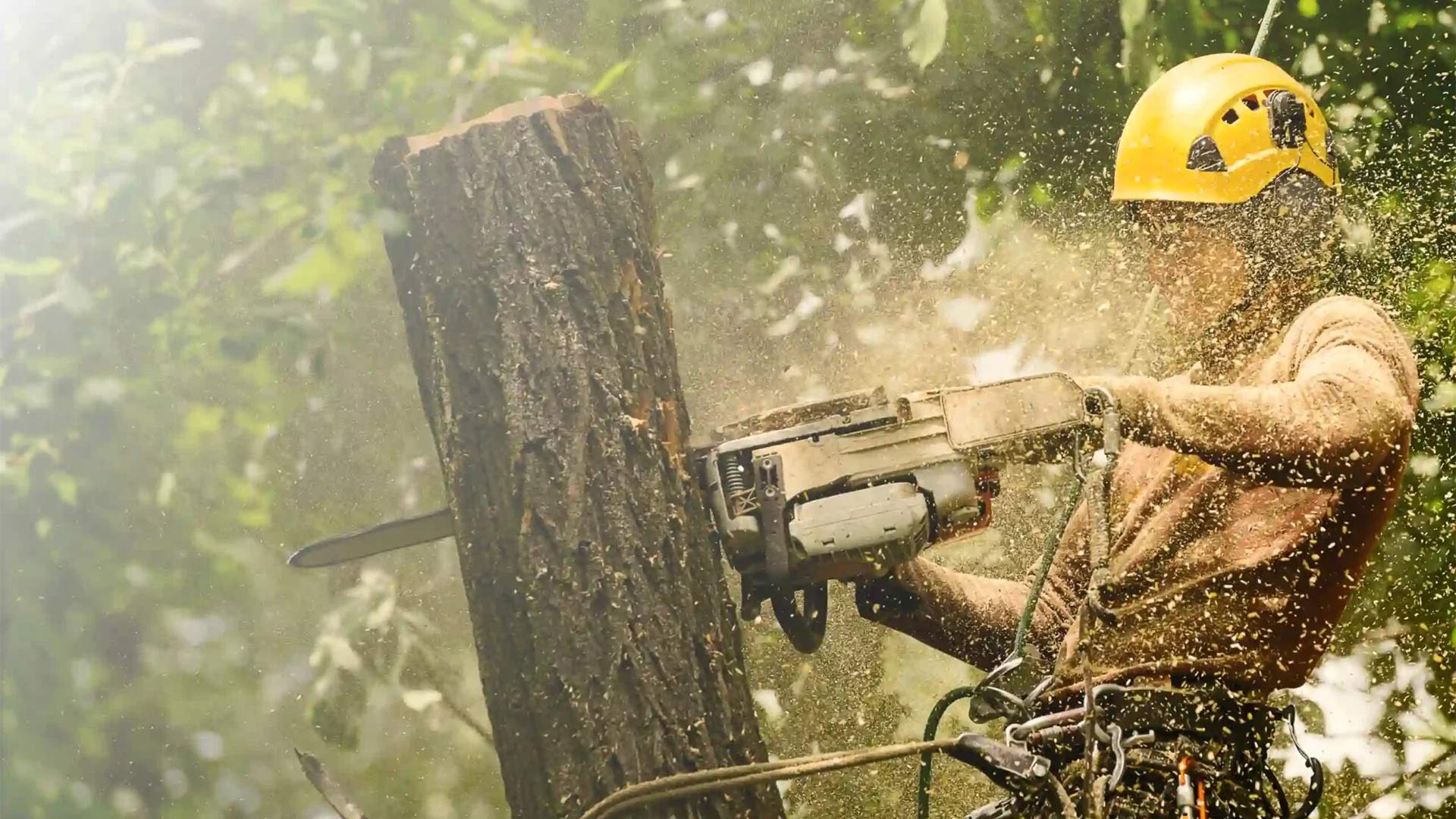 arborist cutting tree with chainsaw northport al