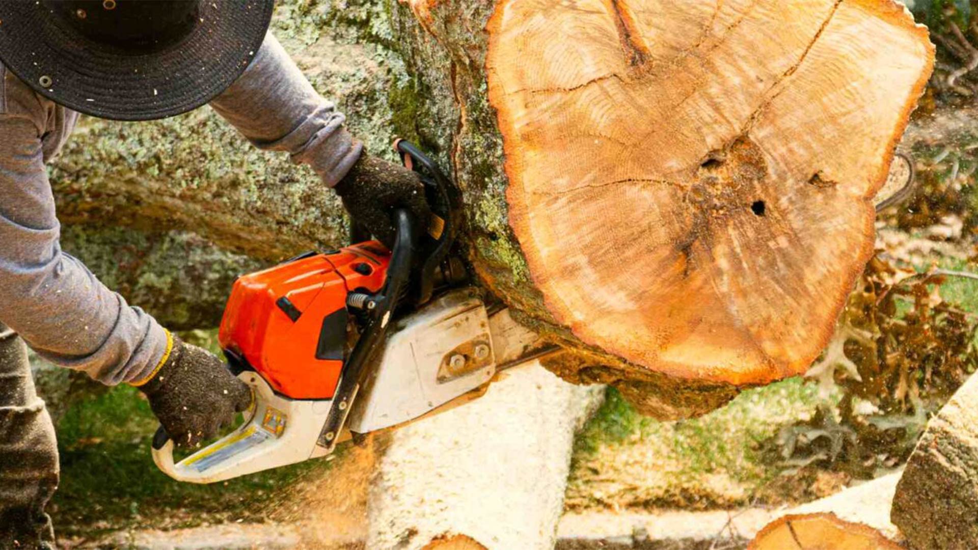 arborist with chainsaw cutting tree for removal northport al